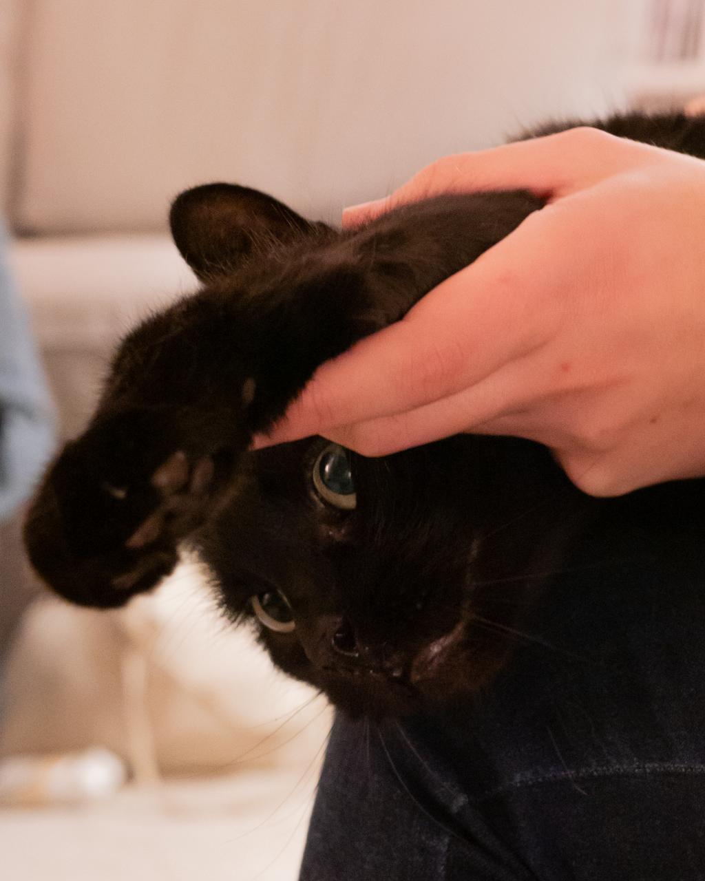 L’Ostéopathie et le Post-Opératoire chez les Animaux : Une Aide à la Récupération